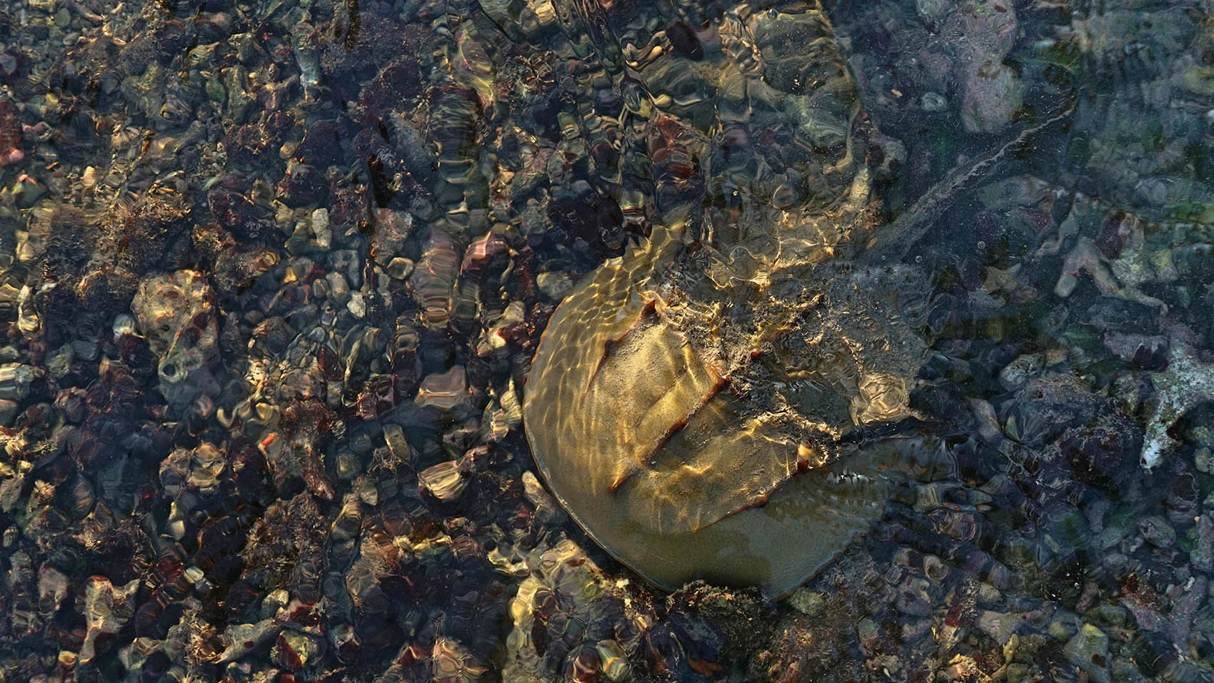 尋鱟｜存在四億多年，有「活化石」之稱的鱟，已成瀕危物種，想一睹它的身姿可不容易，必須有好眼力在一片廣闊的泥沙中去尋找到「鱟的路」，是可遇不可求的稀客。