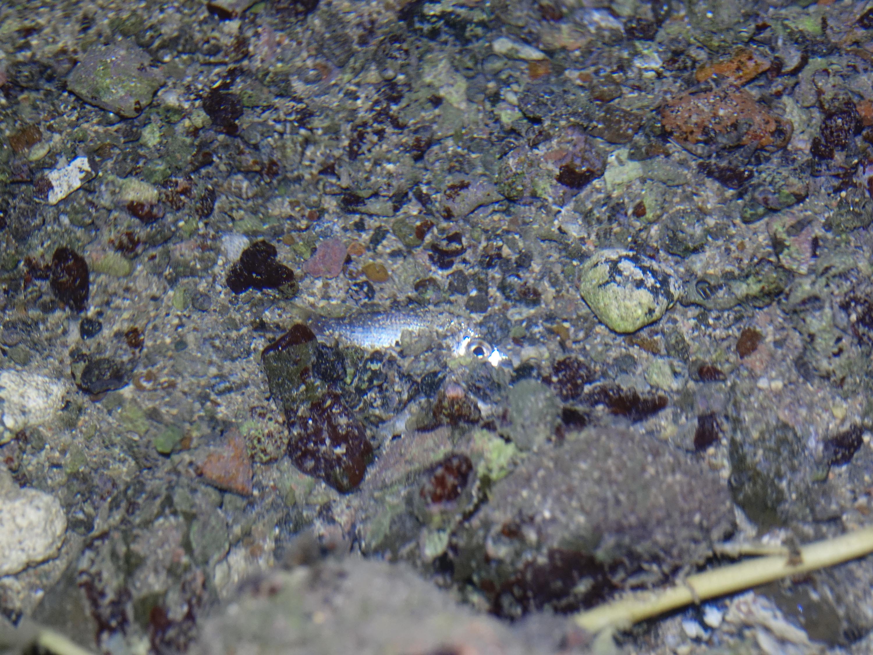 潮間帶導覽｜在潮汐漲落之間的這塊土地，蘊含著極其豐富的生物多樣性，透過專業人員的解說，能夠一次認識這些海邊的小小住民，飽覽海田風光。