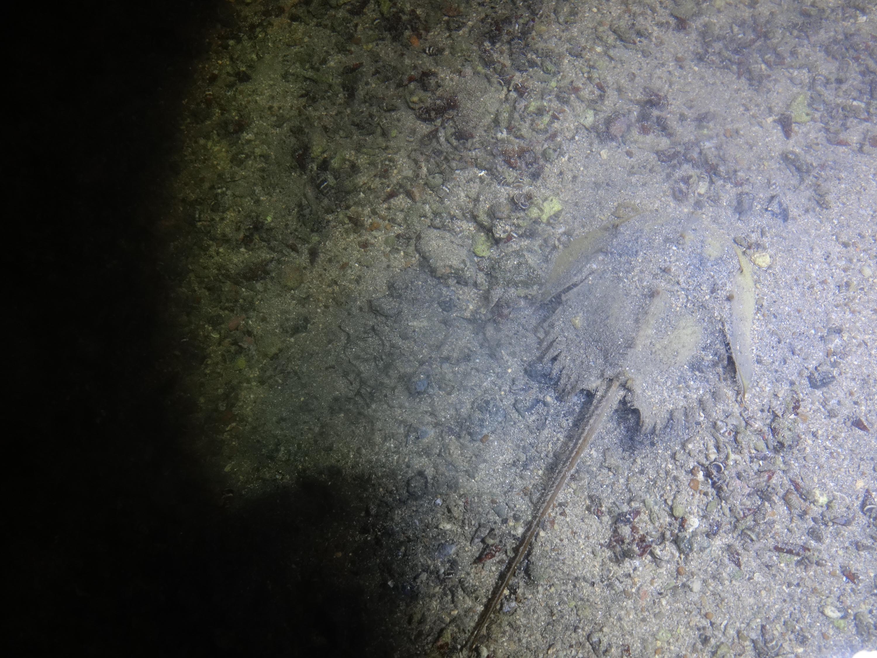 尋鱟｜存在四億多年，有「活化石」之稱的鱟，已成瀕危物種，想一睹它的身姿可不容易，必須有好眼力在一片廣闊的泥沙中去尋找到「鱟的路」，是可遇不可求的稀客。