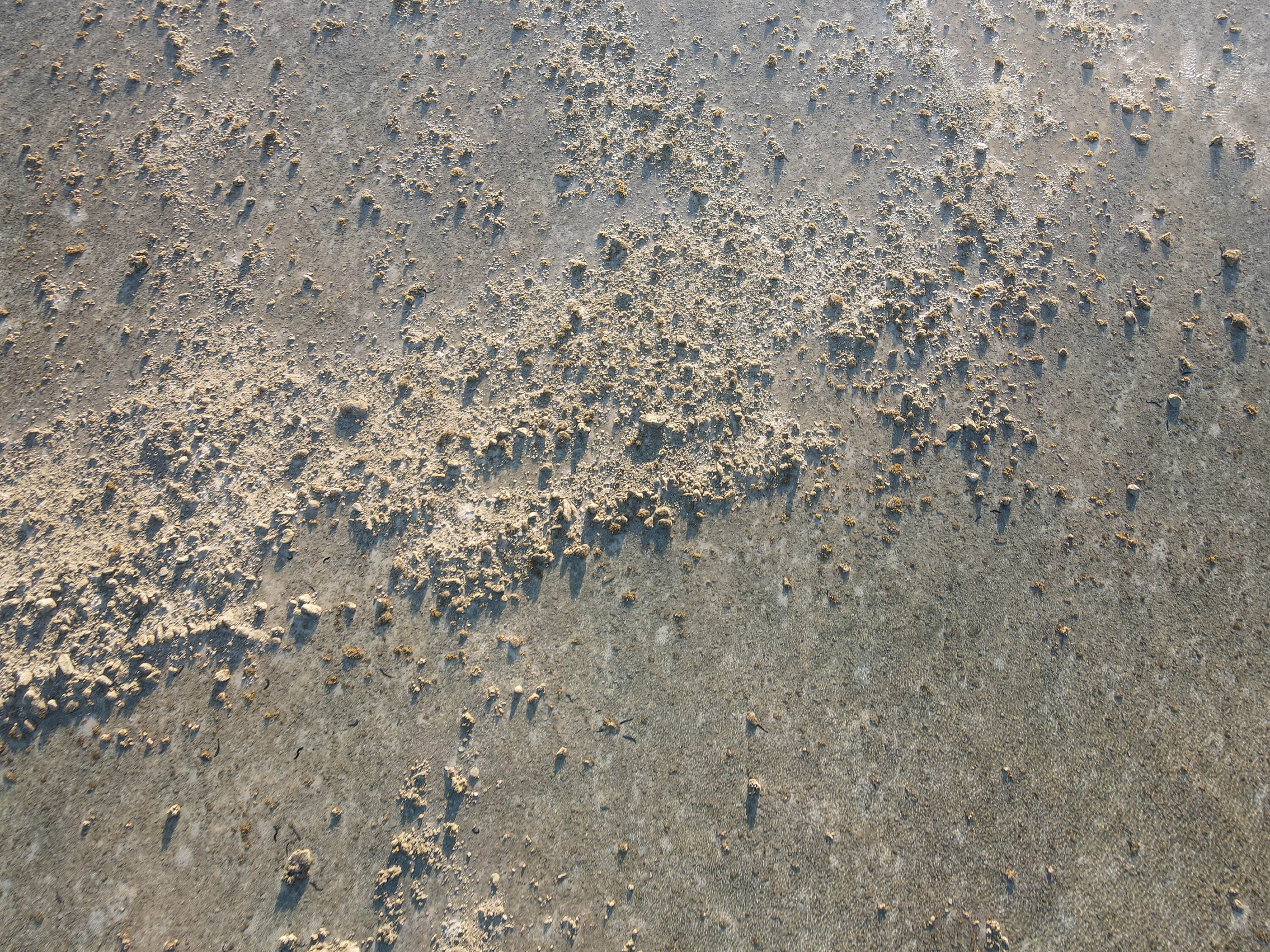 吉貝村無名滬（1）的右伸腳